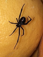 Latrodectus hesperus