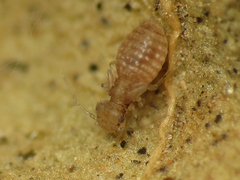 Ectopsocus vachoni