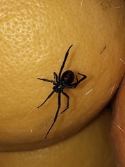 Latrodectus hesperus