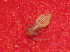Ectopsocus briggsi