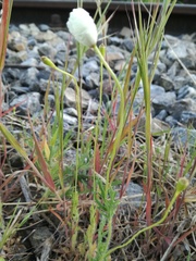 Papaver dubium austromoravicum