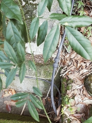 Wisteriopsis reticulata