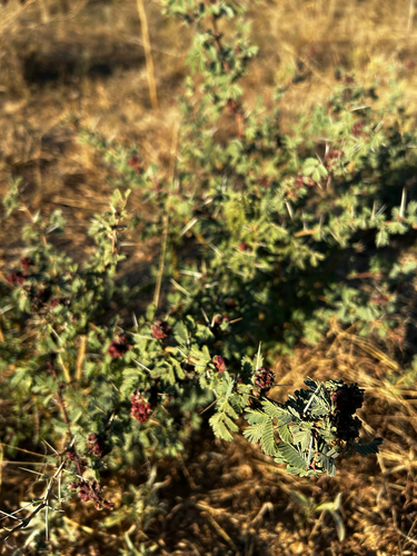 Acaciothrips ebneri