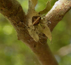 Araneus miniatus