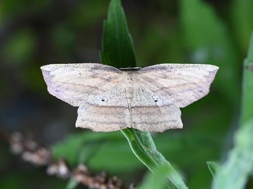 Xyloscia biangularia
