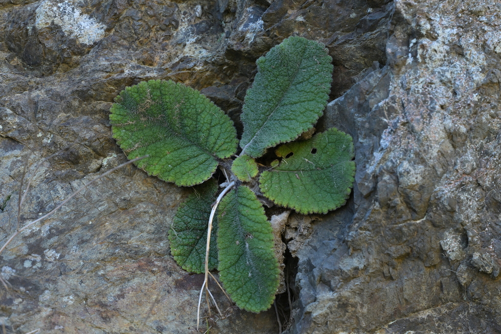 Brachyglottis lagopus; photograph (c) Christopher Stephens, some rights reserved (CC BY-SA)