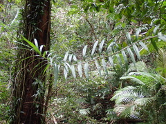 author not stated, no rights reserved Freycinetia scandens, photograph author not stated, no rights reserved