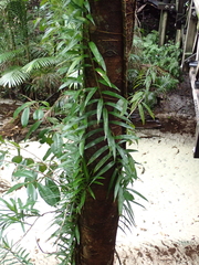 author not stated, no rights reserved Freycinetia scandens, photograph author not stated, no rights reserved