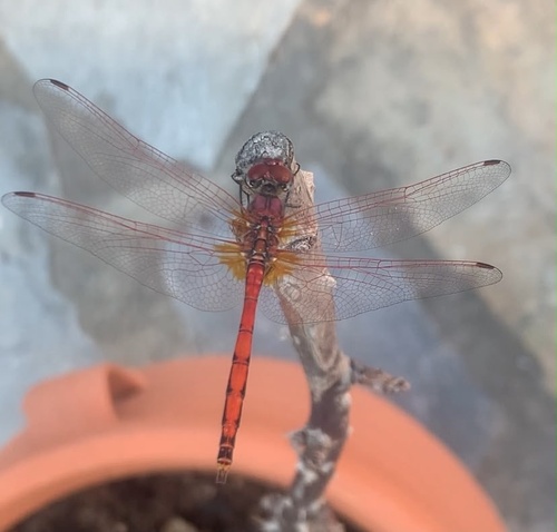 Red-veined Dropwing