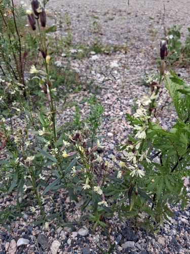 Tatarian Catchfly
