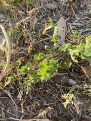 Galium virgatum