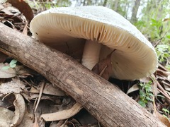 Amanita pyramidifera