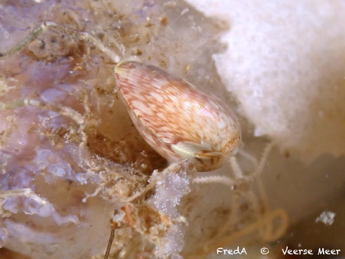 Musculus subpictus observed 2026-06-29