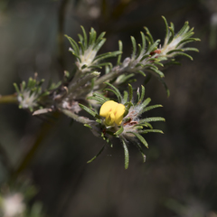 Phyllota pleurandroides