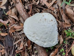 Amanita pyramidifera