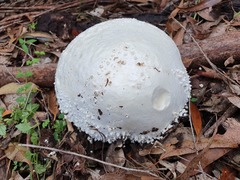 Amanita pyramidifera