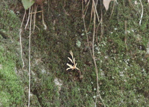 Jersey Tiger