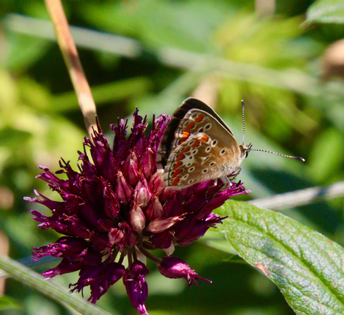 Brown Argus