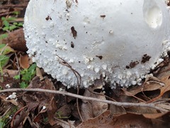Amanita pyramidifera