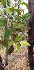 Eucalyptus porosa