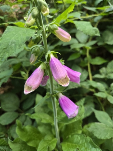 purple foxglove