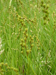 Carex tenera