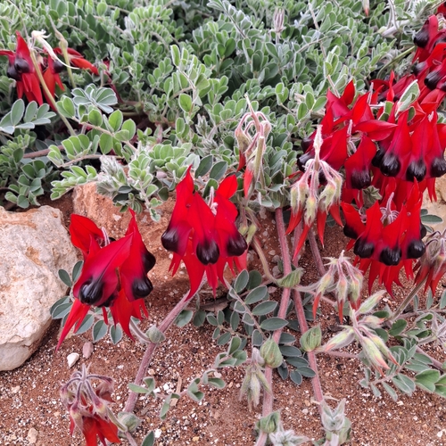 Sturt's Desert Pea
