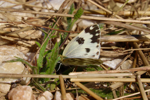 Eastern Bath White