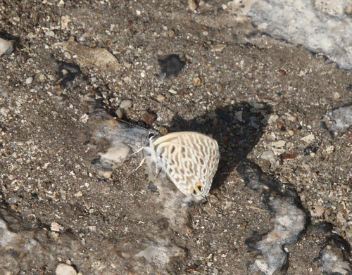 Lang's Short-tailed Blue