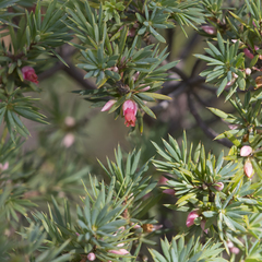 Brachyloma ericoides