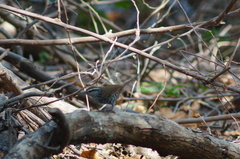 Thryophilus pleurostictus