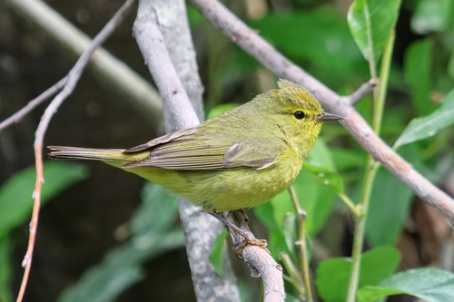 Orange-crowned Warbler