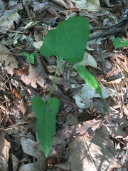 Endodeca serpentaria