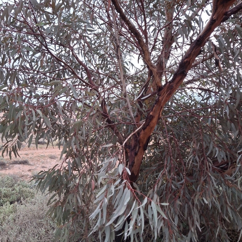 Coral Gum