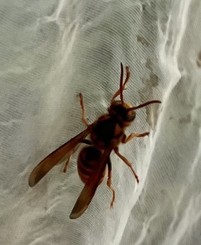 Japanese yellow hornet