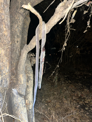 Cape File Snake