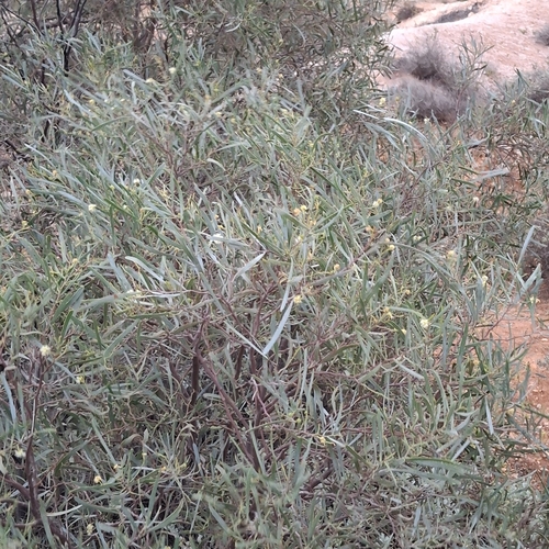 Dune Wattle