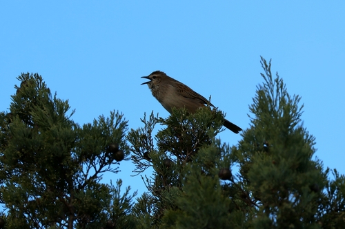 Rufous Songlark