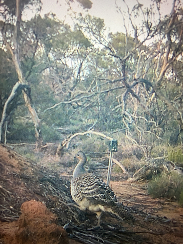 Malleefowl