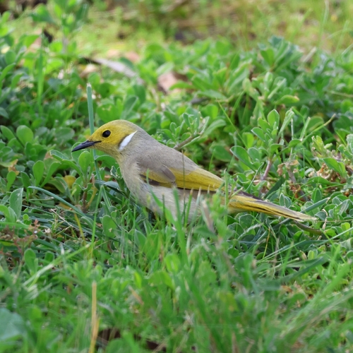 White-plumed Honeyeater
