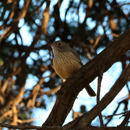 Rufous Whistler