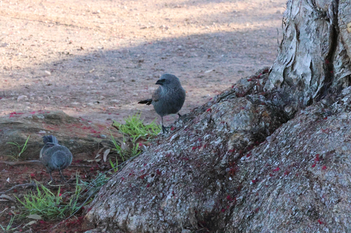 Apostlebird