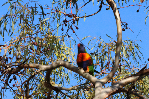 Rainbow Lorikeet
