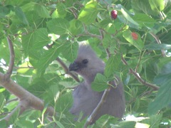 Corythaixoides concolor bechuanae