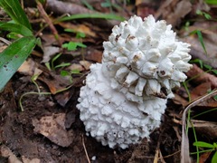Amanita pyramidifera
