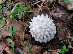 Amanita pyramidifera