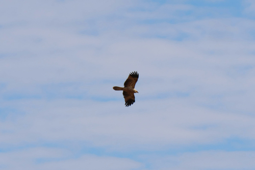 Whistling Kite