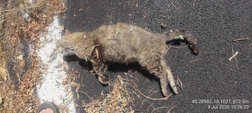 European Wildcat