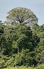 Ceiba trischistandra