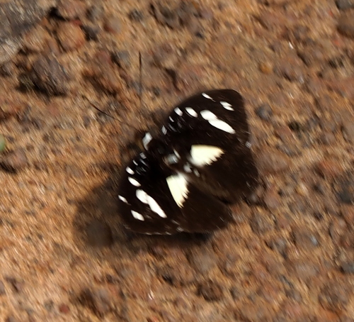 Forest Glade Nymph